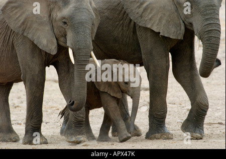 Elephant con due ragazzi Foto Stock