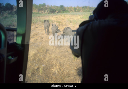 Elephant culling fotografata da dentro un elicottero che mostra gli elefanti scappando (foto 1990) Foto Stock
