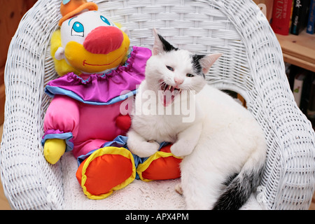 Giovane gatto domestico bianco e nero (Felis catus) arricciato su sedia con il suo giocattolo pagliaccio e sbadiglio o ridere! Foto Stock