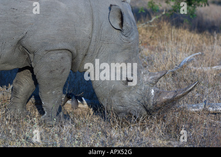 Ritratto di un rinoceronte bianco il pascolo Foto Stock