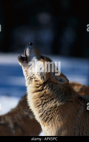 Ululati Wolf, Mammifero, animale Foto Stock