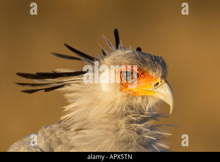 Segretario Bird (Saggitarius serpentarius) ritratto Foto Stock