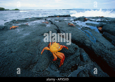 Sally-lightfoot crab, red rock granchio, grapsus grapsus, Isole Galapagos, Ecuador, Sud America Foto Stock