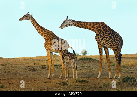 Giraffa maschio femmina di test con vitello per ciclo estrale (Giraffa camelopardalis) Foto Stock