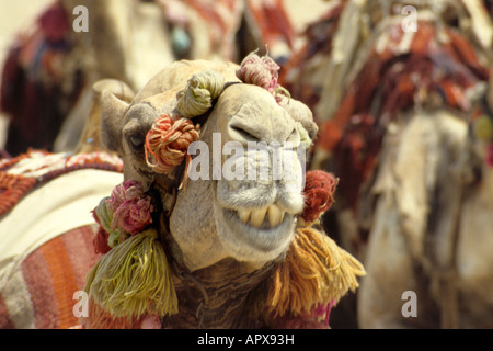 Ritratto di un dromedario sellati fino Foto Stock