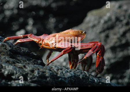 Sally luce granchio piede [Grapsus Grapsus], Isole Galapagos, Ecuador, Sud America Foto Stock