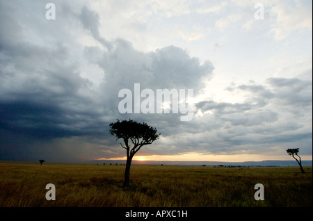 Una vista panoramica di un lontano temporale il Masai Mara pianure con una solitaria Balanites in primo piano Foto Stock