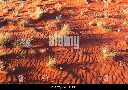 Spinifex erba nel deserto Strzelecki, Sud Australia Foto Stock