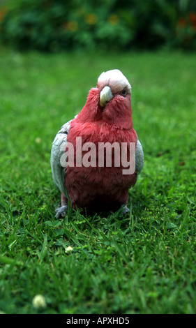 Australian rosa e grigio galah permanente sulla erba di armamento e la sua testa Foto Stock