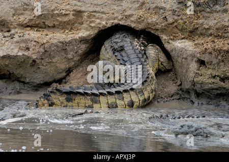 Coccodrillo del Nilo di entrare in una grotta scavata nella rive di un fiume di Hibernate Foto Stock