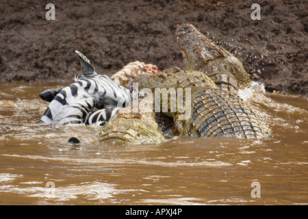 Coccodrilli del Nilo festa su una Zebra catturati durante una traversata del fiume di Mara durante l annuale GNU migrazione Foto Stock