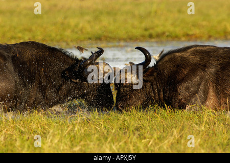 Due tori di buffalo combattimenti in acqua Foto Stock