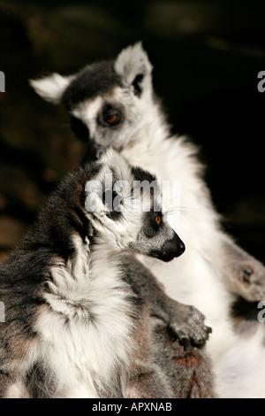 L'anello tailed lemur Lemur catta Foto Stock