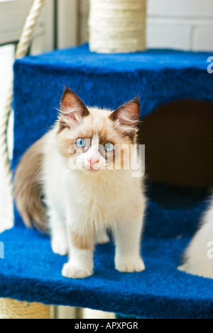 Un giovane femmina pedigree pet gattini Ragdoll Foto Stock