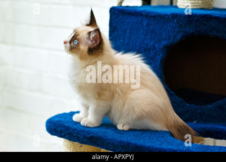 Un giovane femmina pedigree pet gattini Ragdoll Foto Stock