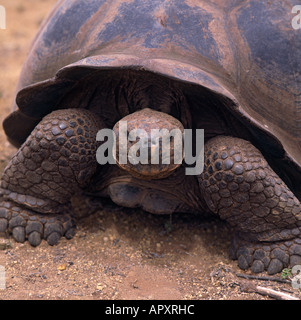 Chiusura del vecchio la tartaruga gigante guardare dritto verso la fotocamera su Isla Isabela Island Isole Galapagos Ecuador Foto Stock