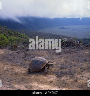 Una gigantesca tartaruga cammina sul bordo del vulcano Alcedo con il cratere in background su Isla Isabela Island Isole Galapagos Ecuador Foto Stock