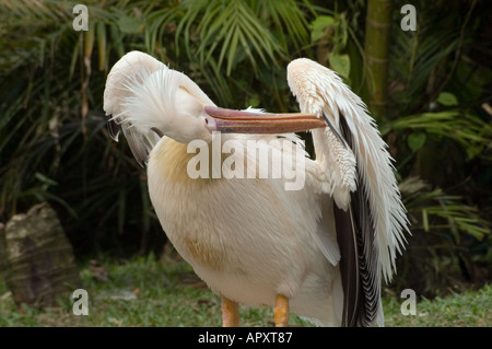 Spot fatturati pelican Pelecanus philippensis pulizia le sue ali Malaysia Foto Stock