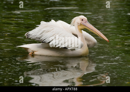 Spot fatturati pelican Pelecanus philippensis swiming in uno stagno della Malaysia Foto Stock