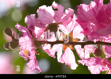 Primo piano di una rosa di India Lagerstroemia flos-reginae Lythraceae Malaysia Foto Stock