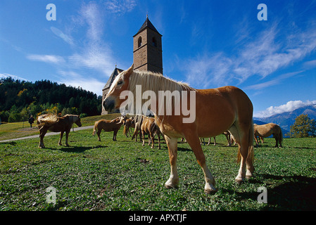 Cavalli avelignesi, vicino a Avelengo Alto Adige, Italia Foto Stock