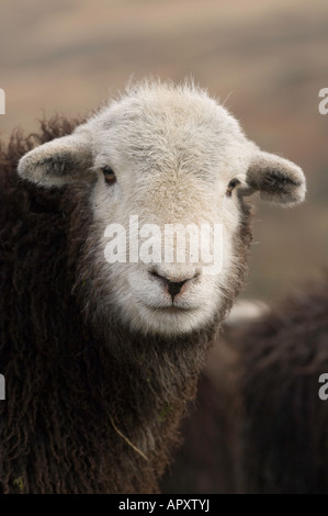 Herdwick castrato agnelli sulla roccia nel Lake District inglese Foto Stock