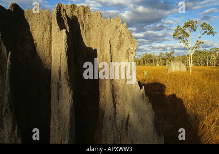 Magnetico tumulo termite, Cape York Peninsula, Queensland, Australia Foto Stock