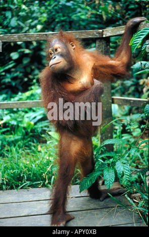 Orangutan centro di riabilitazione, Gunung Leuser National Park, Sumatra, Indonesia, Asia Foto Stock