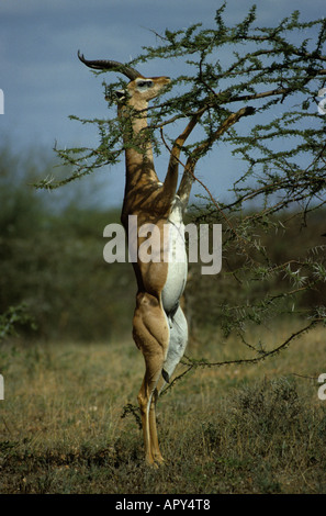 Gerenuk (Litocranius walleri) maschio adulto in piedi sulle zampe posteriori alimentazione su acacia Samburu Game Reserve Kenya Foto Stock