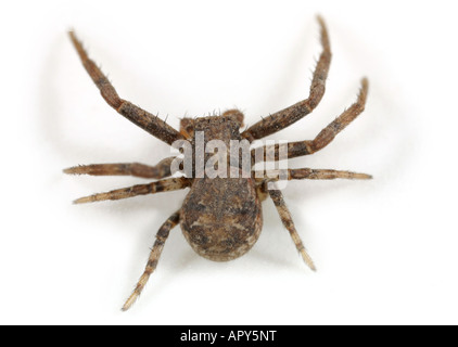 Giovane maschio ragno granchio Xysticus robustus. Thomisidae famiglia. Su sfondo bianco. Foto Stock