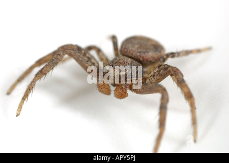 Giovane maschio ragno granchio Xysticus robustus. Thomisidae famiglia. Su sfondo bianco. Foto Stock