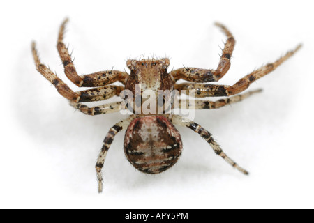 Una femmina di ragno granchio - Xysticus audax. Thomisidae famiglia. Su sfondo bianco. Foto Stock