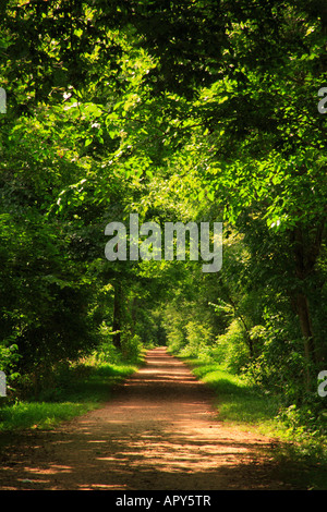 Percorso di traino, C E O Canal National Historic Park, Seneca, Maryland, Stati Uniti d'America Foto Stock