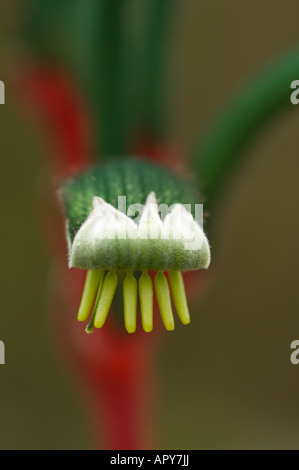 Rosso e verde zampa di canguro Anigozanthos manglessi close up di fiori di Bindoon Western Australia Settembre Foto Stock