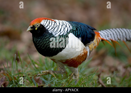 Fagiano di Lady Amherst (Chrysolophus amherstiae) con qualche fagiano d'oro (Chrysolophus pictus) DNA e ibrido. Notare un uccello prigioniero. Foto Stock