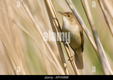 Trillo Reed (Acrocephalus scirpaceus), famiglia Sylviidae Foto Stock