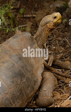Le Galapagos La tartaruga gigante - forma a doppio spiovente femmina. Charlse Darwin Research Station. Puerto Ayora, Isola di Santa Cruz Foto Stock