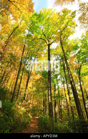 Raven Cliff Falls Trail, Cesari capo del Parco Statale di Cleveland, South Carolina, STATI UNITI D'AMERICA Foto Stock