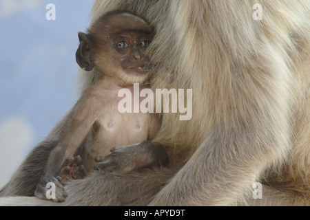 Baby scimmia con la madre in India Foto Stock