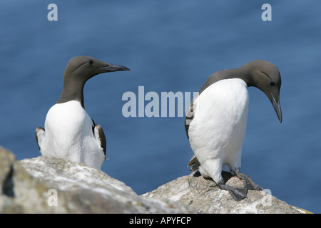 Coppia di Guilemots su rocce Skomer Foto Stock