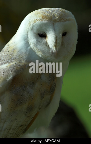 Barbagianni - Tyto alba - Ritratto Foto Stock