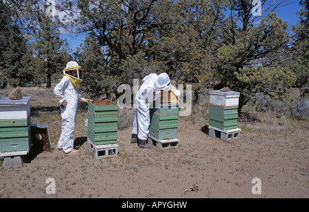 Gli apicoltori vestito in tuta spaziale come netting rimuovere miele di favo di miele da alveari vicino a Redmond Oregon Foto Stock