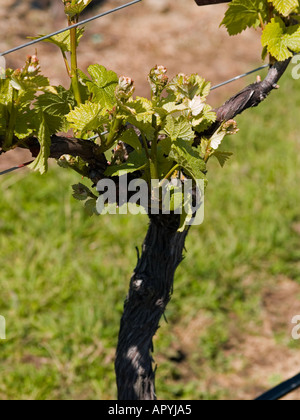 Filari di viti, vitis vinifera; in vigneto, che mostra la crescita della molla Foto Stock