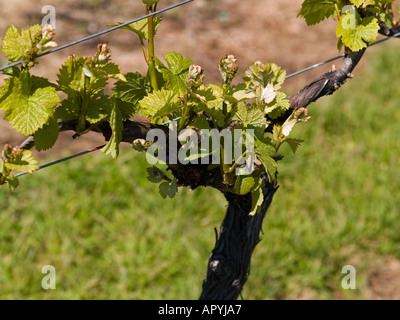 Filari di viti, vitis vinifera; in vigneto, che mostra la crescita della molla Foto Stock