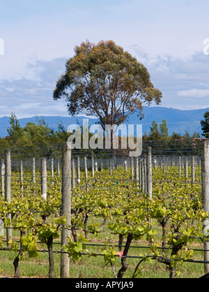 Filari di viti, vitis vinifera; in vigneto, che mostra la crescita della molla Foto Stock