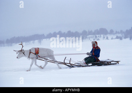 Rentierschlitten, Schweden Lappland Foto Stock