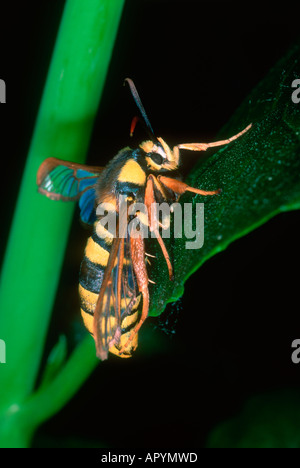 Hornet Clearwing Moth, Sesia apiformis Foto Stock