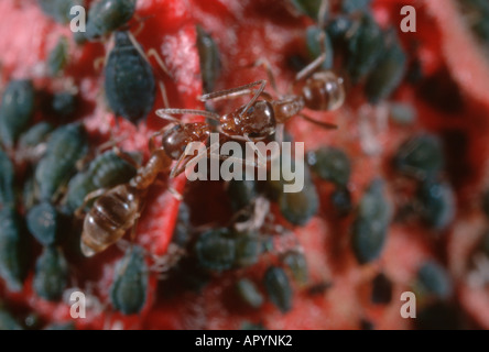 Ant argentino, Iridomyrmex humilis. La mungitura afidi e cedere il nettare Foto Stock