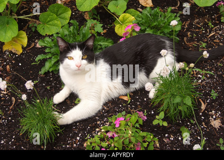 Gatto gatti gatto di casa posa in un giardino Foto Stock