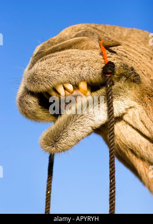 Sorriso di un cammello su Safari - deserto di Thar, Rajasthan, India Foto Stock